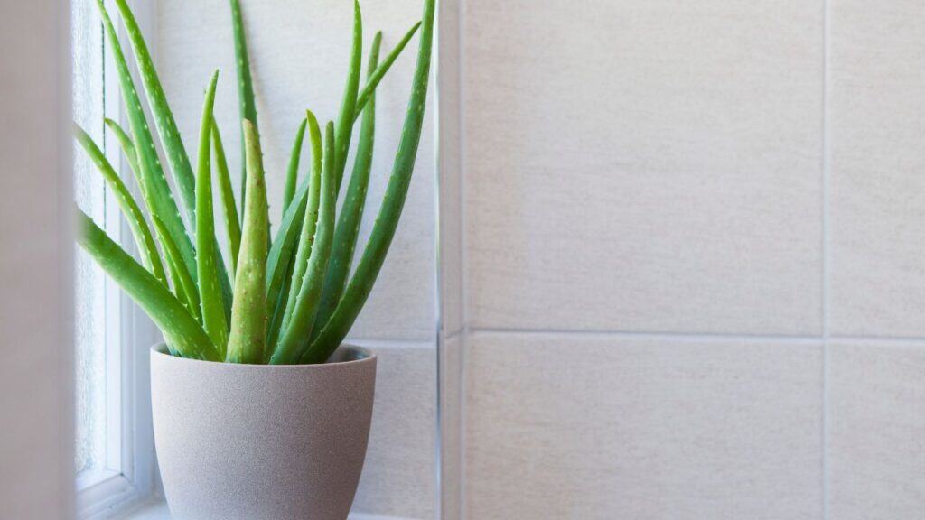 Aloe Vera used as classroom plants.