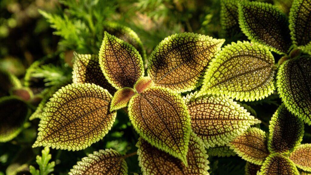 Friendship Plant close up. It is great for classroom plants!