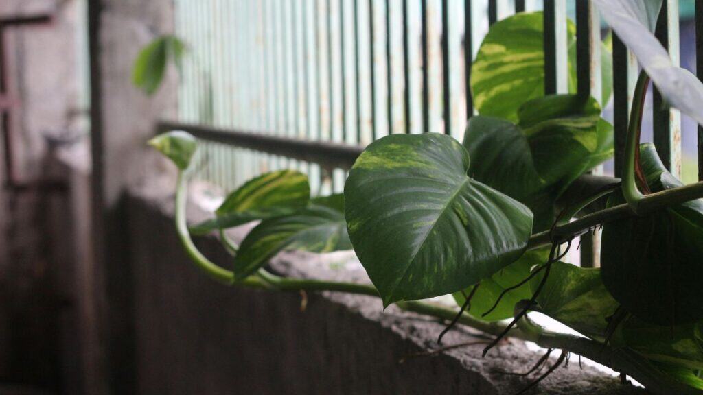 Devil's ivy, also known as golden pothos, stretched along a balcony wall.