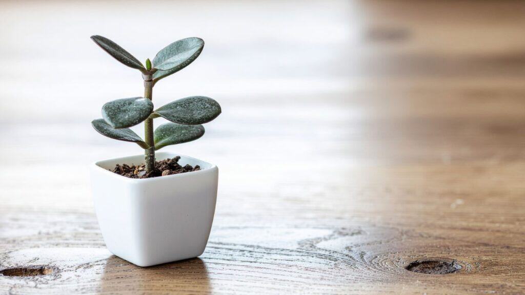 Tiny jade plant in a white vase.