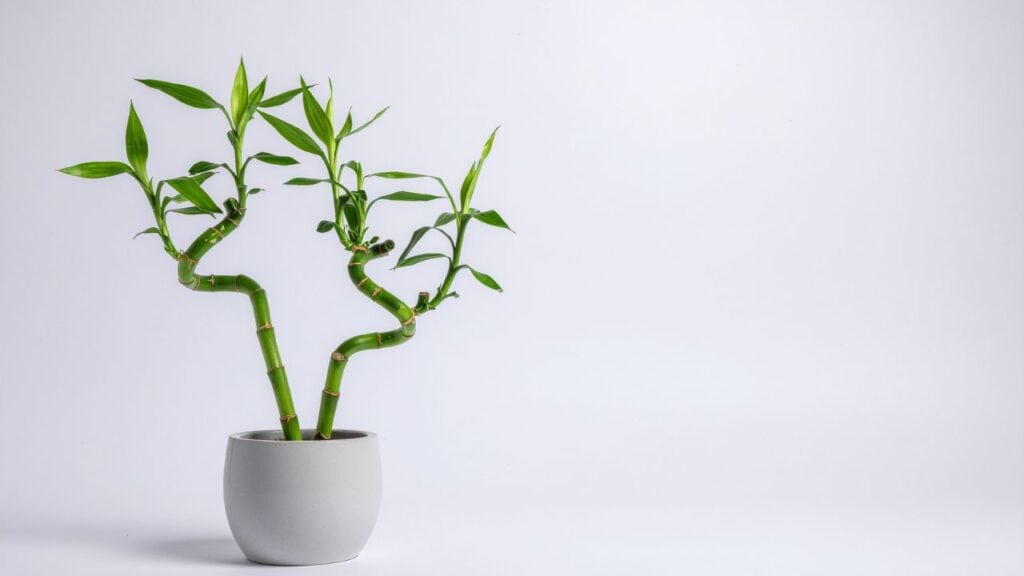 Lucky Bamboo is a fun and interesting option for classroom plants.