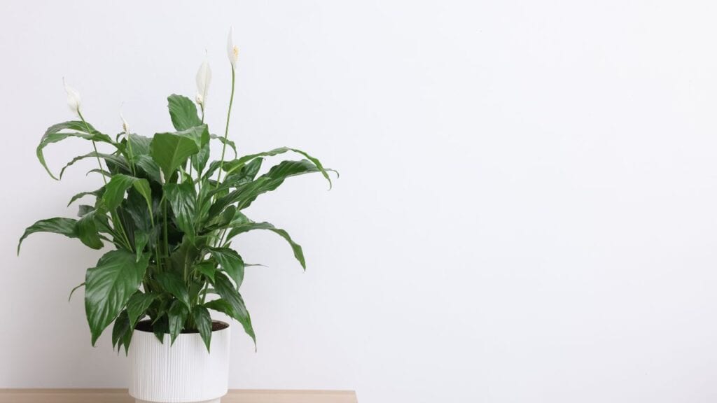 Peace lily in a white vase
