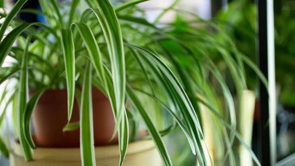 Spider plants. These are great for classroom plants because of their easy care.