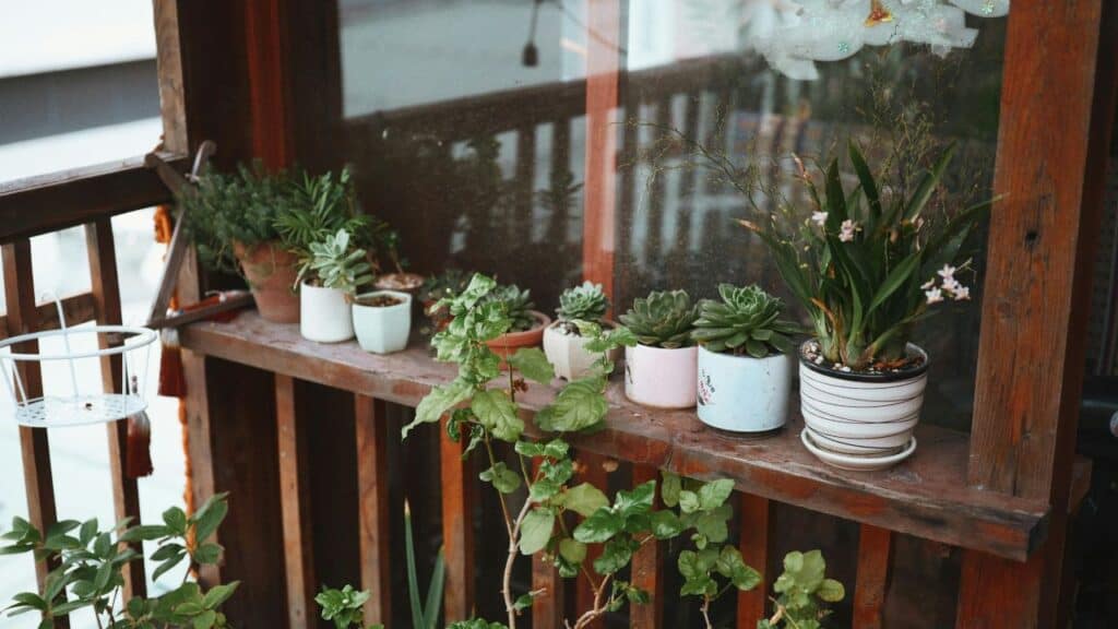 Succulents lined up along a windowsill.