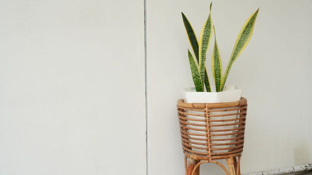 Mother-in-law's tongue, also known as snake plant in a white vase and a bamboo stand