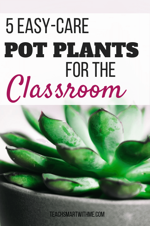 These potted plants are so easy care and great for a low maintenance alternative for the classroom.