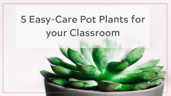 Easy classroom plants