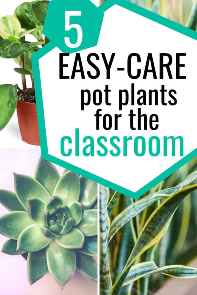 5 Easy-care potted classroom plants