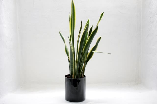 Variegated Snake Plant - Easy classroom plants
