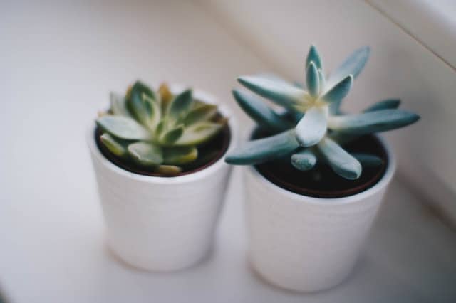 Succulents are a great classroom plant