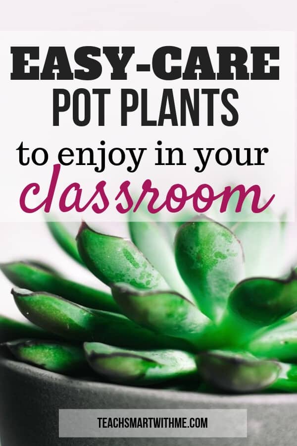 easy care pot plant for the classroom