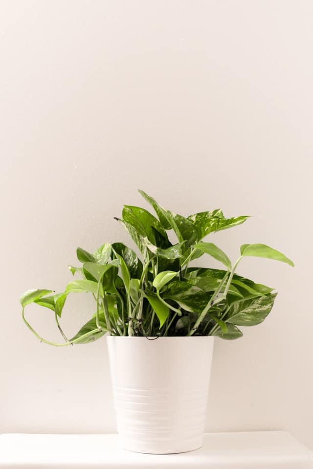 Easy-Care potted classroom plants - Devils Ivy