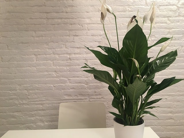 Easy care classroom plants - Peace Lily